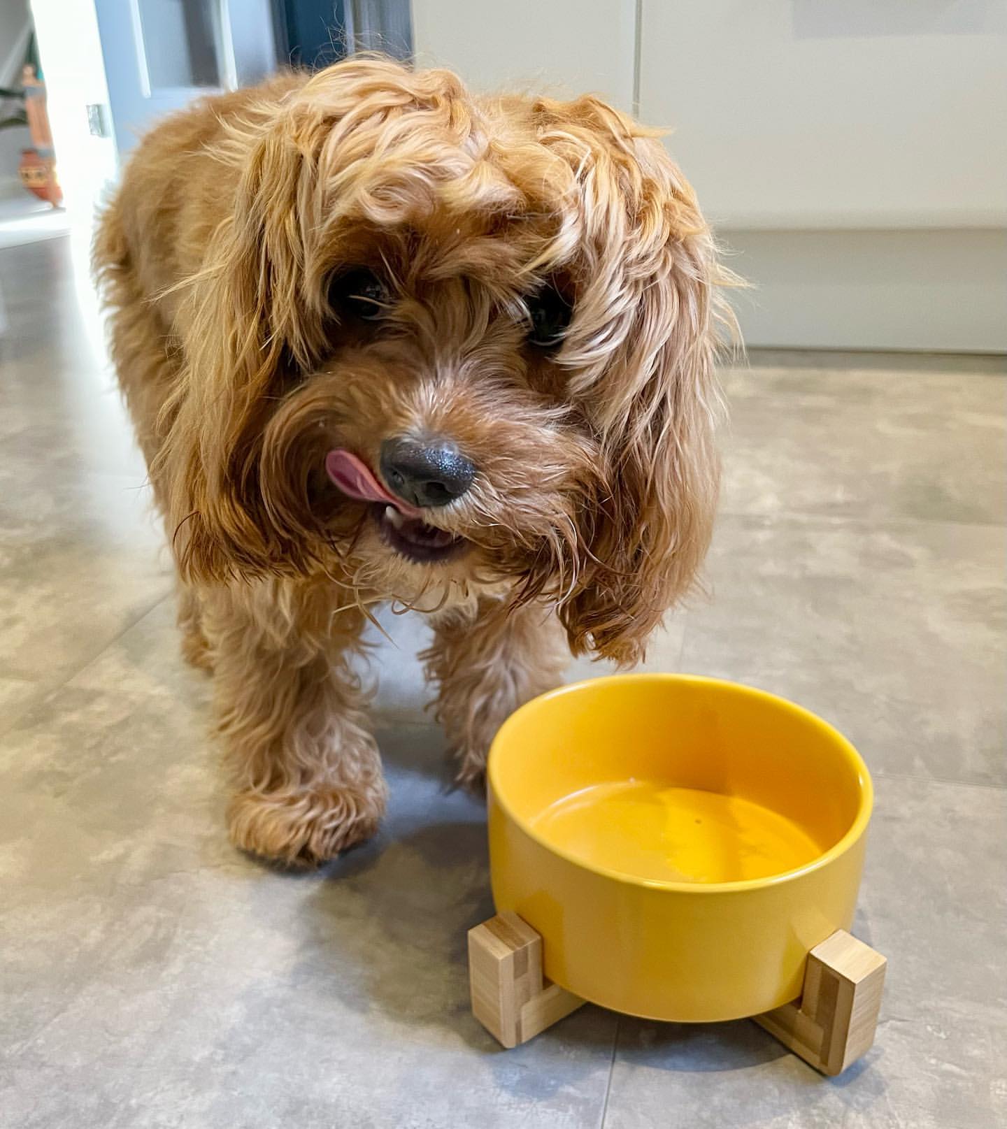 Elevated Ceramic Dog Bowl