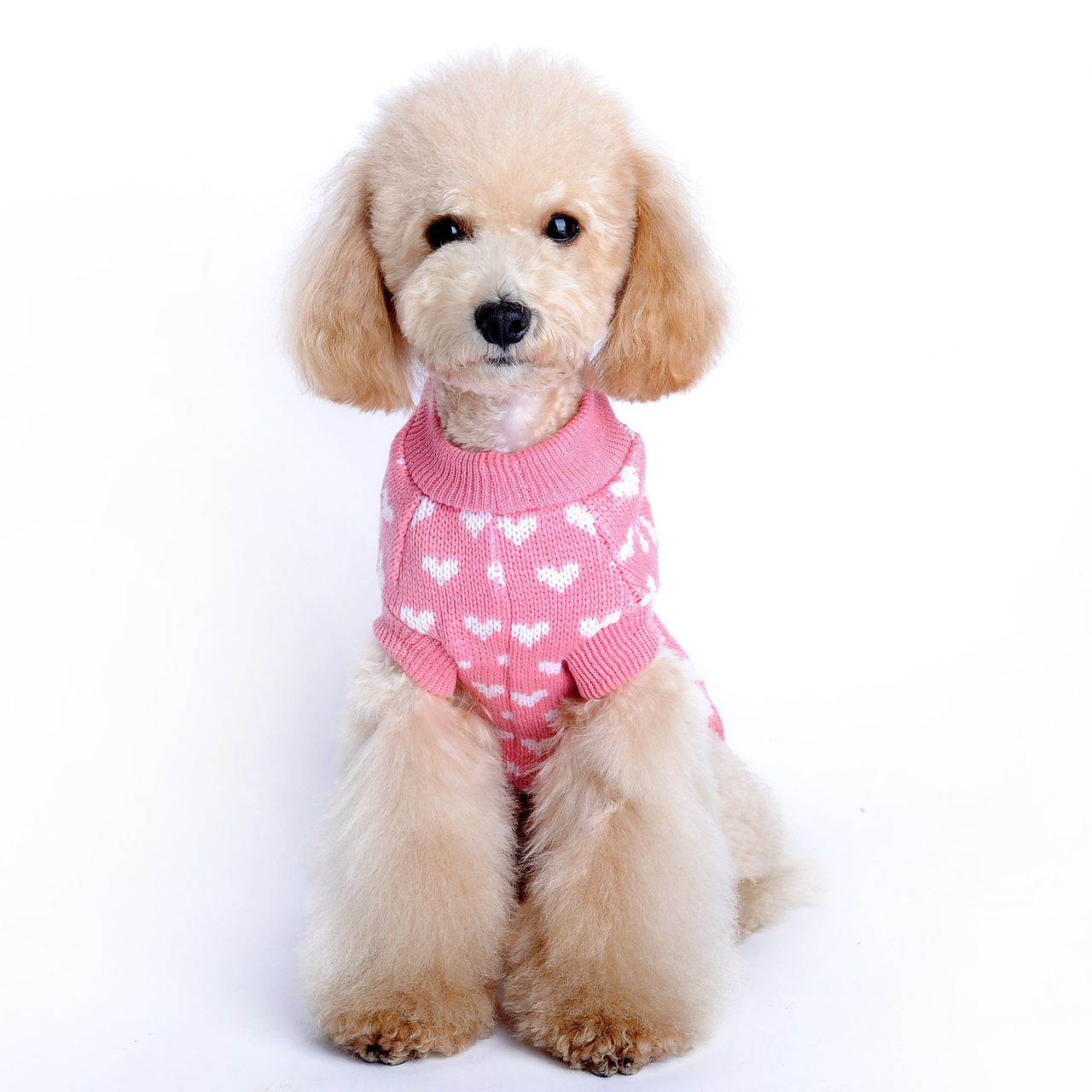 Adorable Dog Outfit