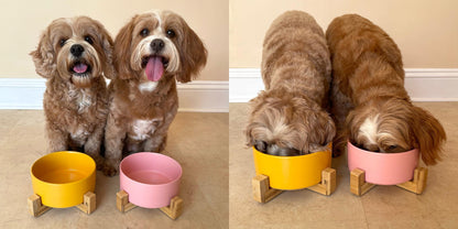 Elevated Ceramic Dog Bowl