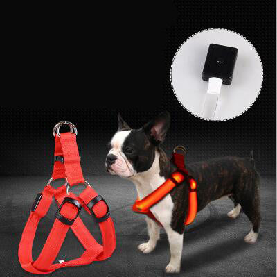 LED Luminous Dog